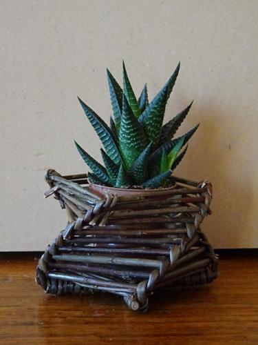 cache-pot-avec-plante